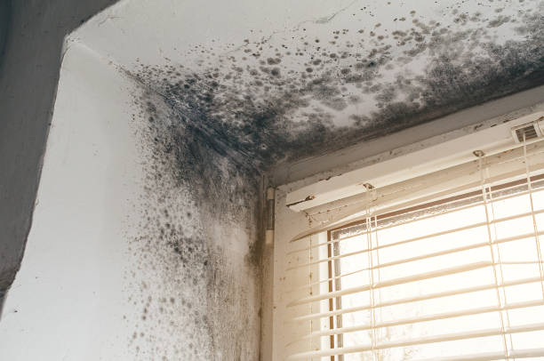 Affordable Basement Mold Removal solutions in Dorchester, MA